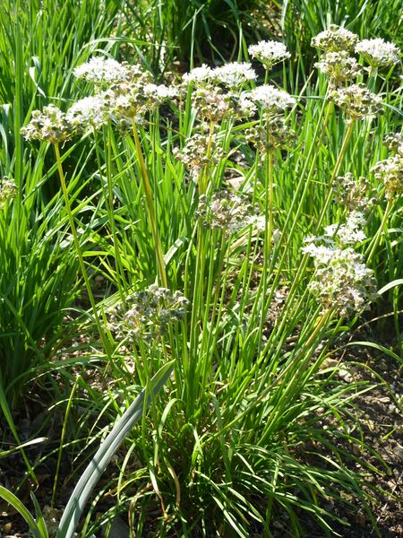 ملف:Allium obliquum (Alliaceae) plant.JPG