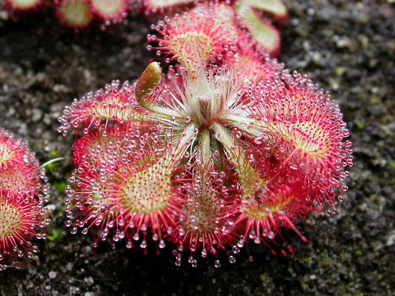 ملف:Drosera spatulata KansaiHabit.jpg