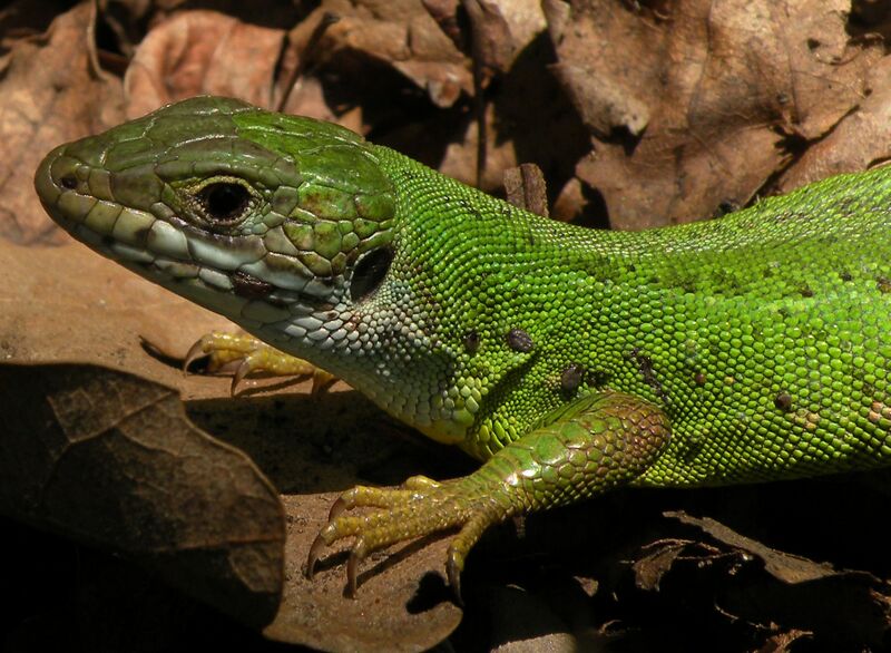 ملف:Lizard on leaf cutted.jpg