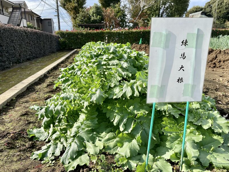 ملف:栽培中の練馬大根.jpg