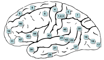 Gray726-Brodman.svg