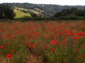 حقل بري لنبات الخشخاش, above the Wye Valley / المملكة المتحدة in June 2006.