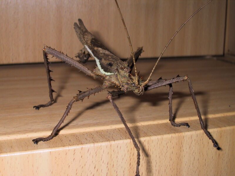 ملف:Heteropteryx dilatata 4.JPG