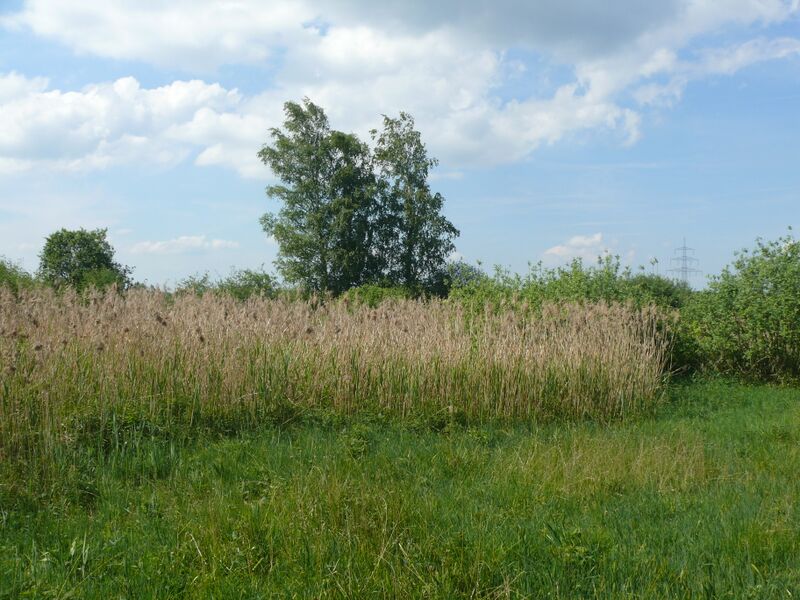 ملف:NSG Gfällach 08 (HS).jpg