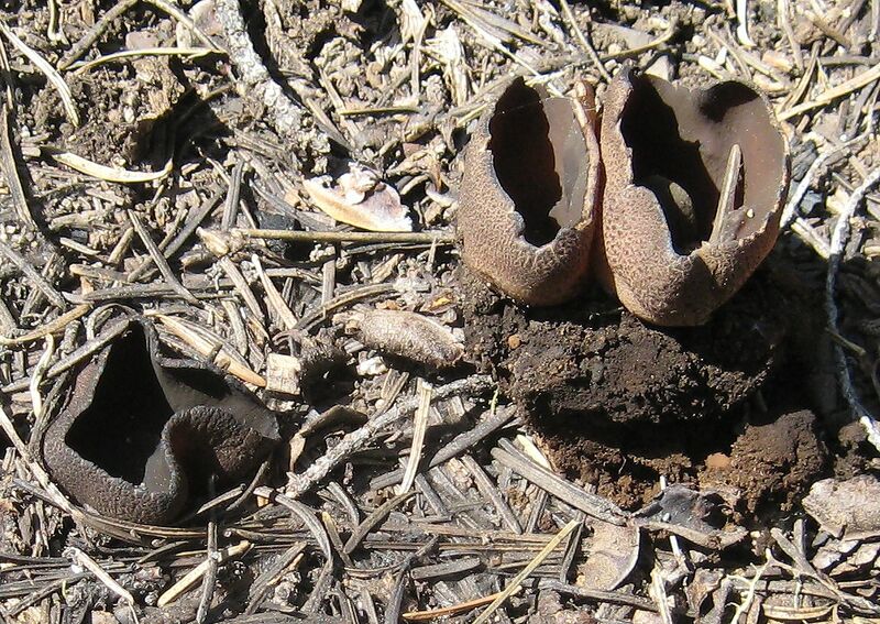 ملف:Plicaria endocarpoides 13215.jpg