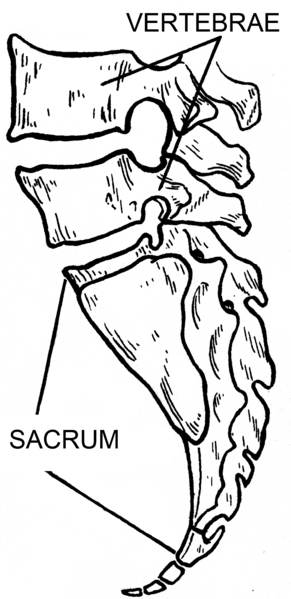 ملف:Sacrum (PSF).png