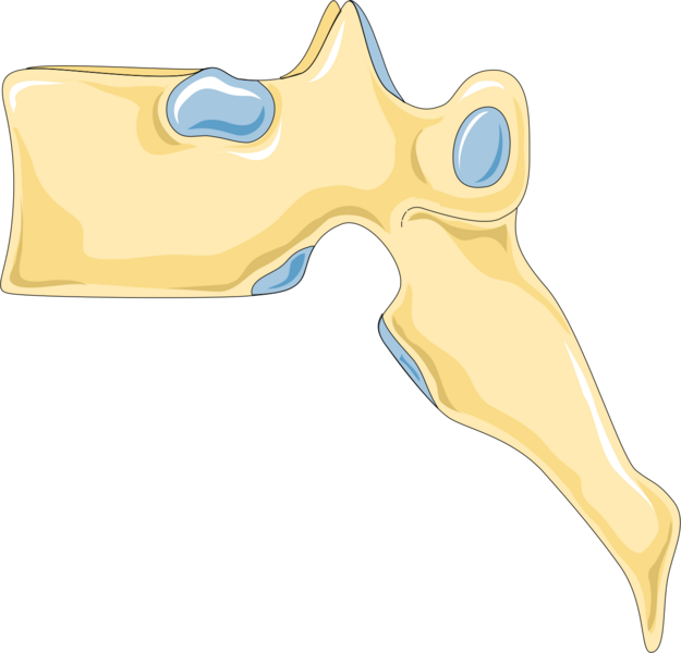 ملف:Vertebra 4 -- Smart-Servier.png
