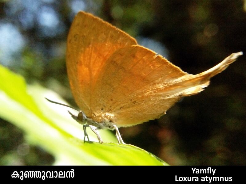 ملف:008.Yamfly (Brijesh Pookkottur).jpg