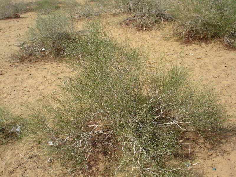 ملف:Calligonum polygonoides.JPG