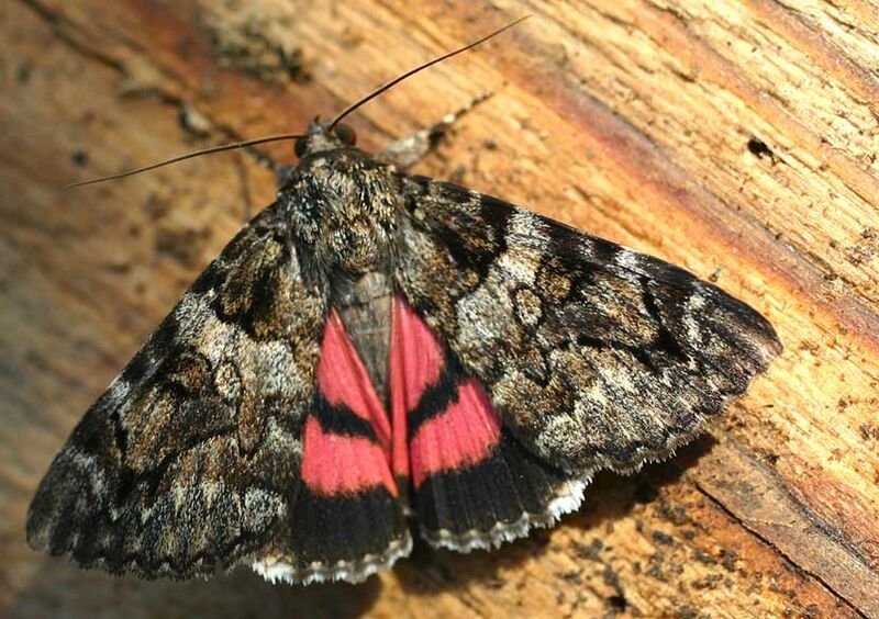 ملف:Catocala conjuncta01.jpg