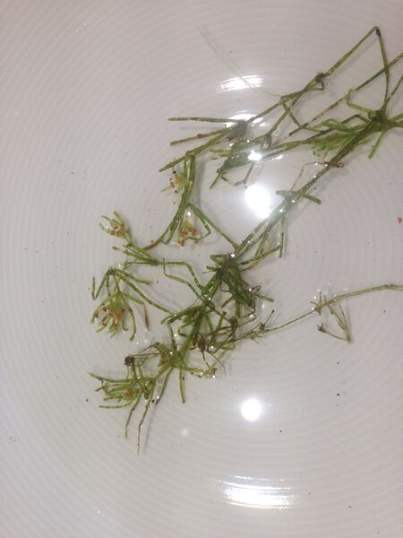 ملف:Chara australis 59369952.jpg