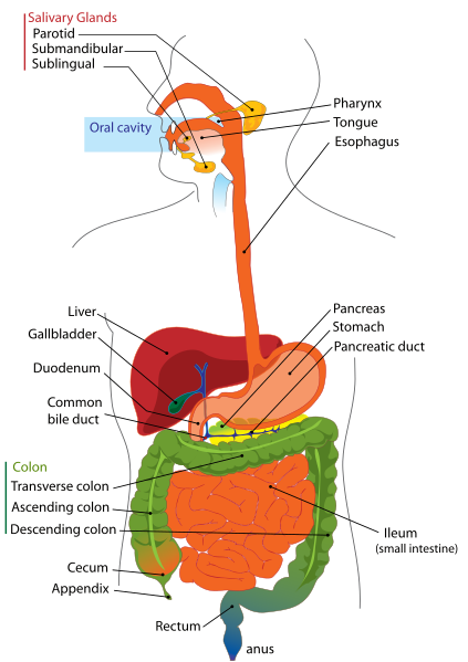 ملف:Digestive system diagram en.svg