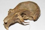 A gerbil skull, another typical rodent