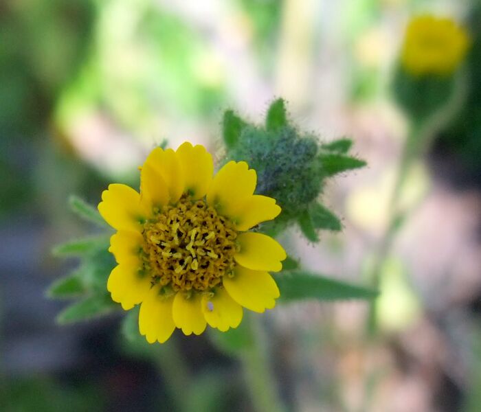 ملف:Holocarpha macradenia.jpg