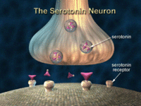 السروتونين يرتبط بمستقبلات الخلايا العصبية.