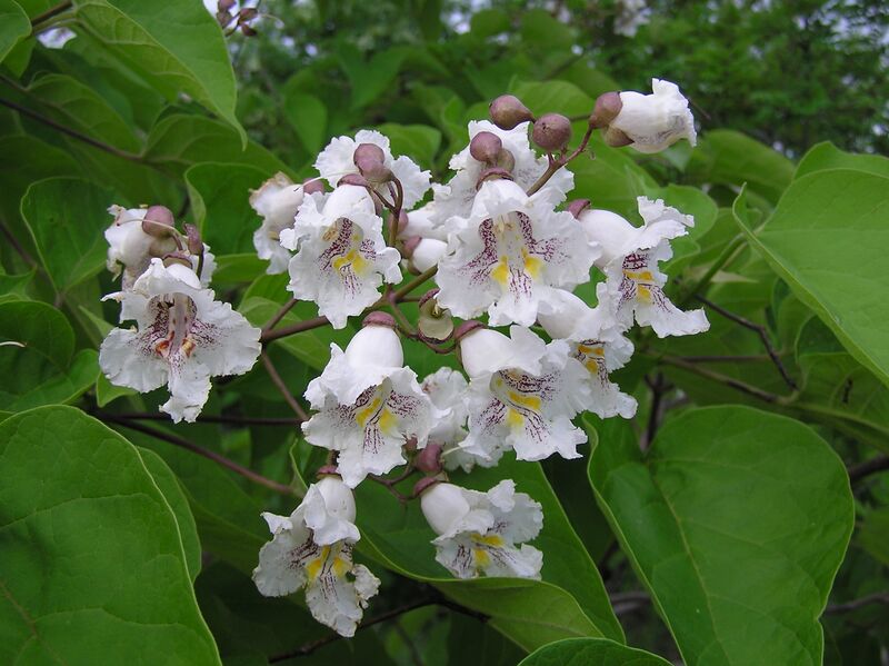 ملف:Catalpa bignonioides inflorescence.jpg