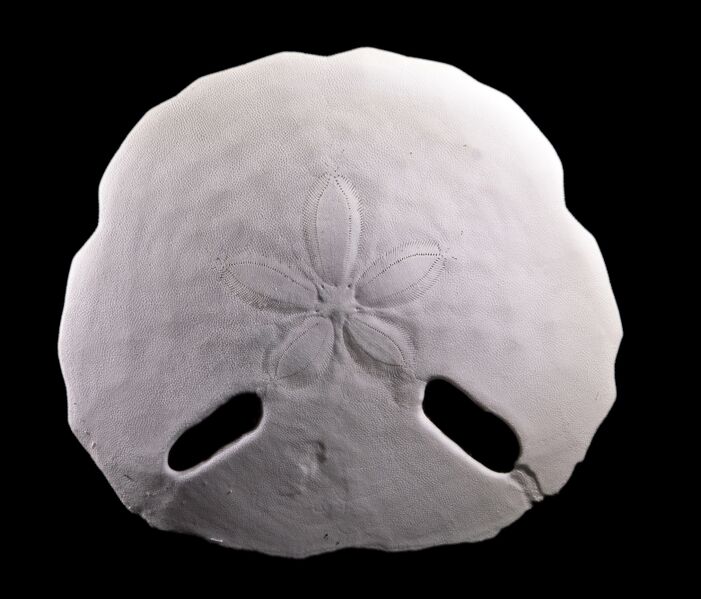 ملف:Echinodiscus2.jpg