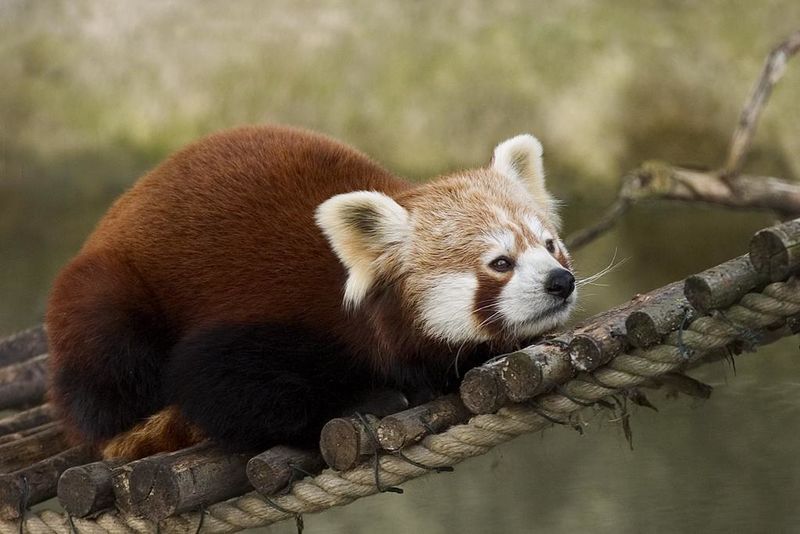 ملف:Red Panda.JPG