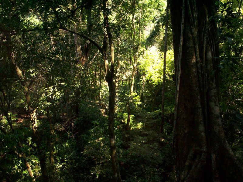 ملف:Selva Lacandona.JPG