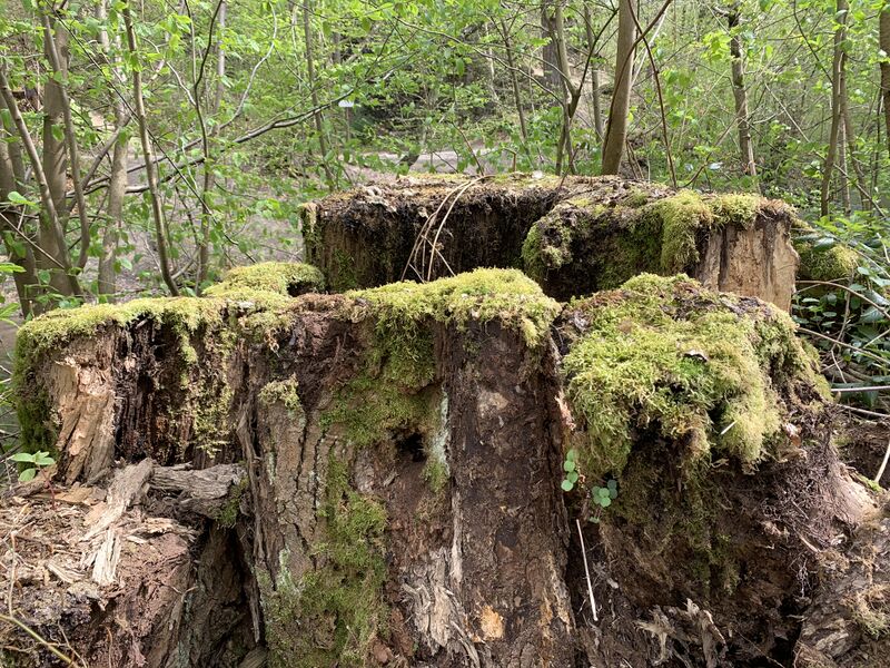 ملف:Bemooste Baumstümpfe im Neandertal.jpg