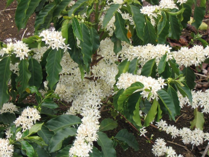 ملف:Coffee Flowers.JPG