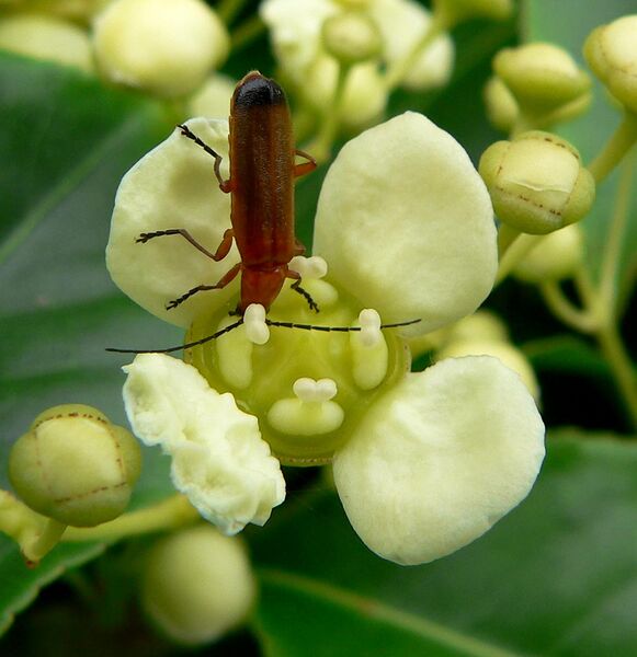 ملف:Euonymus carnosus with beetle.jpg