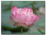 Indian Lotus (Nelumbo nucifera).jpg
