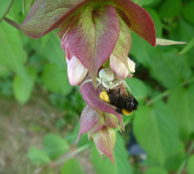 ملف:Leycesteria formosa B.JPG