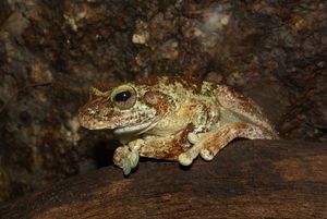 Litoria genimaculata female.JPG