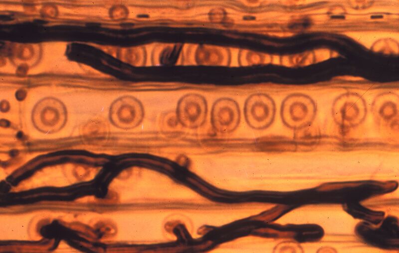 ملف:Ophiostoma wageneri 1.jpg