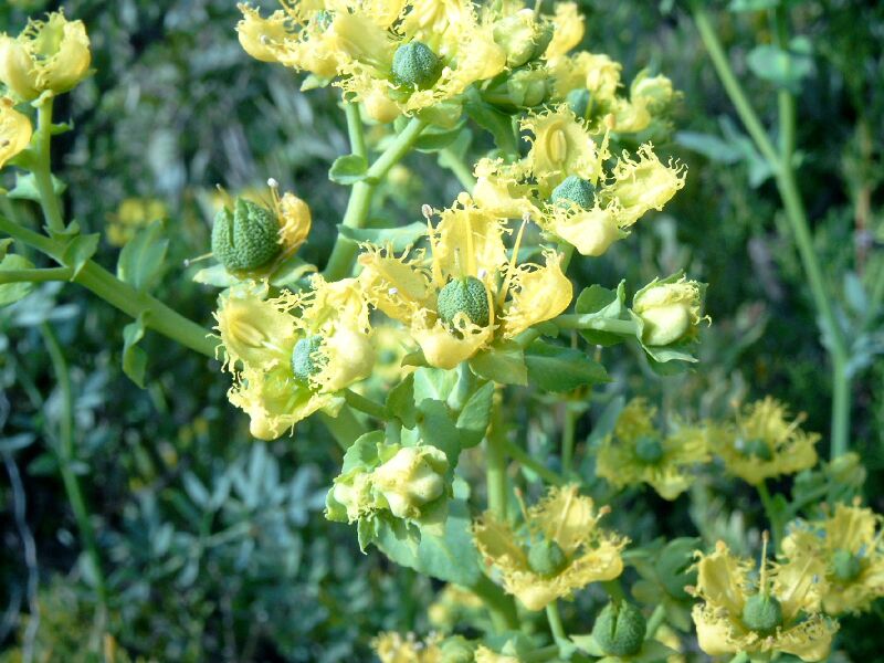 ملف:Ruta chalepensis.jpg