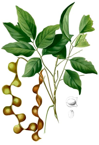 ملف:Archidendron scutiferum Blanco2.438-cropped.jpg