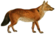 Dogs, jackals, wolves, and foxes (Plate XLI).png