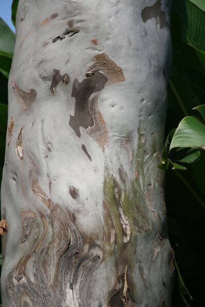 ملف:Eucalyptus torelliana 5zz.jpg