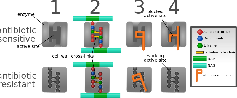 ملف:MecA Resistance.svg