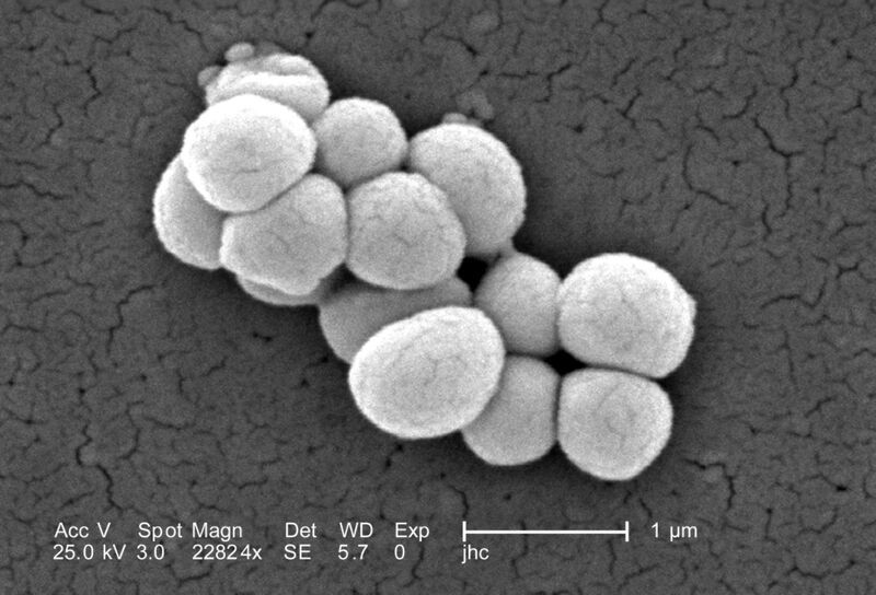 ملف:Micrococcus luteus 9759.jpeg