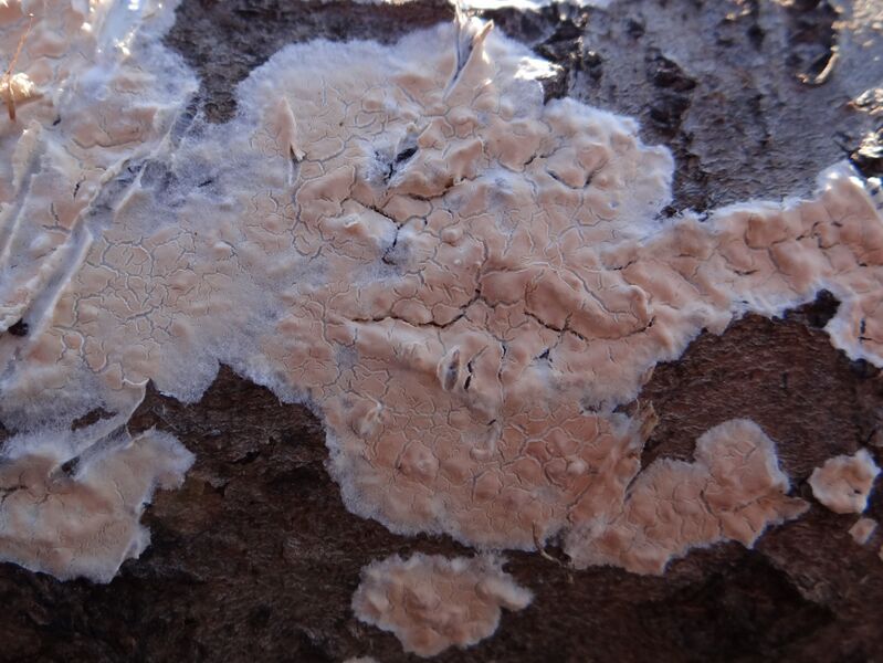 ملف:Peniophora polygonia G1.jpg