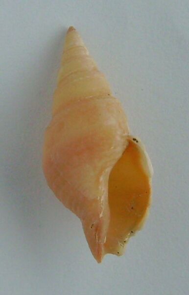 ملف:Phenatoma zealandica (underside).JPG