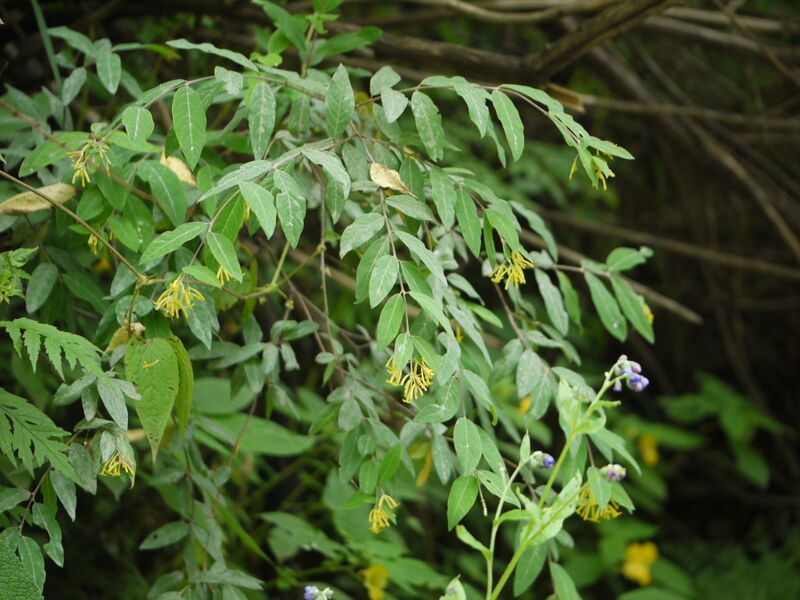 ملف:Wikstroemia canescens (7789269766).jpg