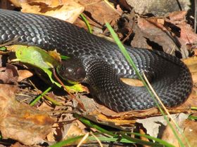 الأفعى (الداب)