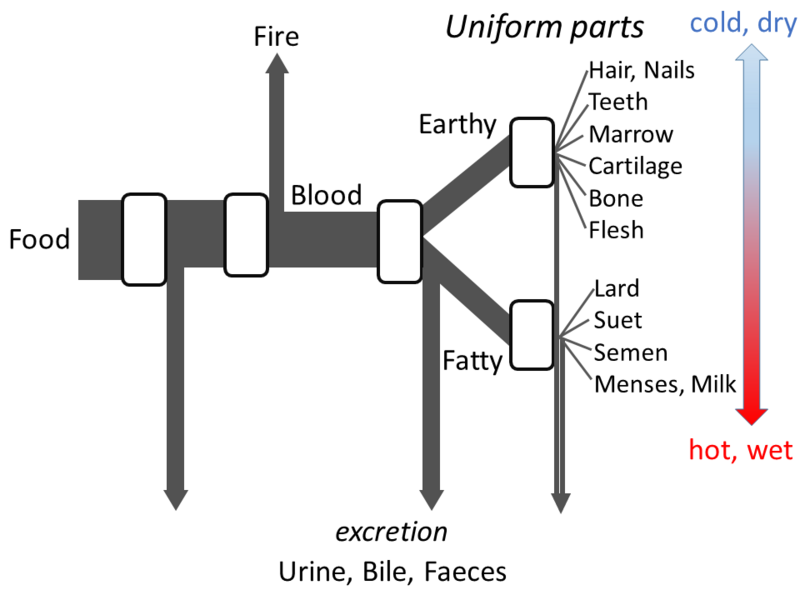 ملف:Aristotle's metabolism.png