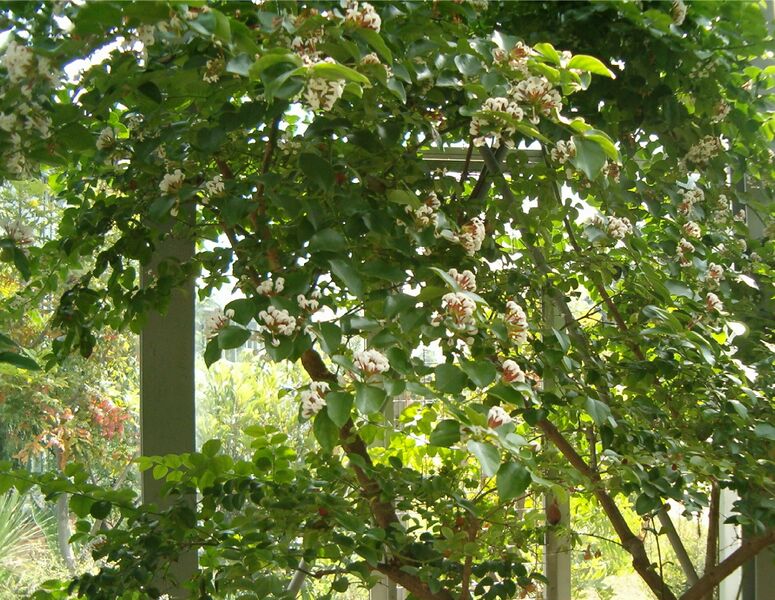 ملف:Carissa edulis HabitusFlowers BotGard0906a.jpg