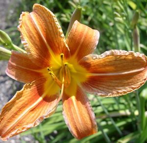 Dendrobium Orchid.jpg