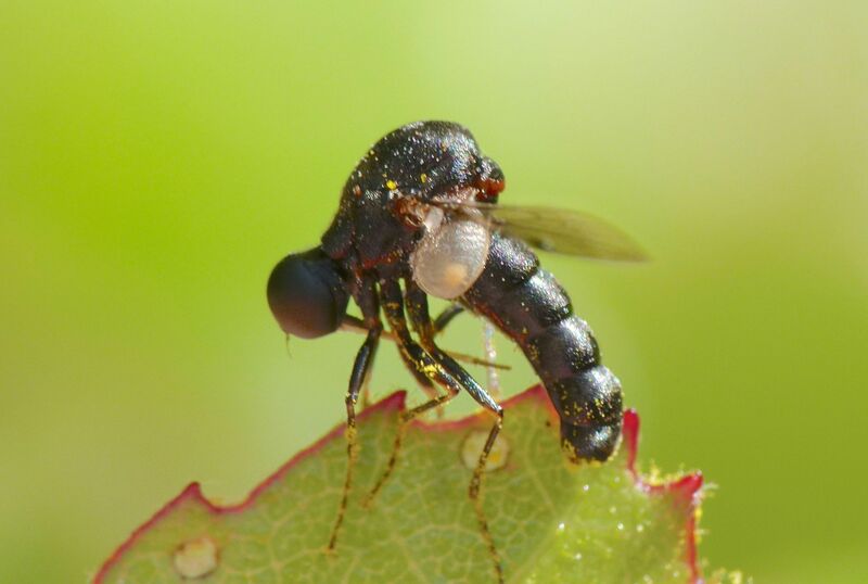 ملف:Helle longirostris.jpg