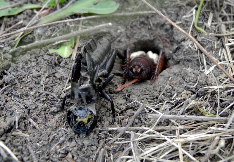 ملف:Rod Gryllus.jpg