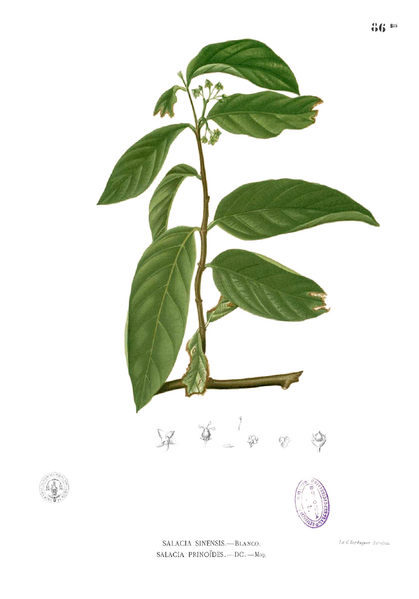 ملف:Salacia prinoides Blanco1.86b.png