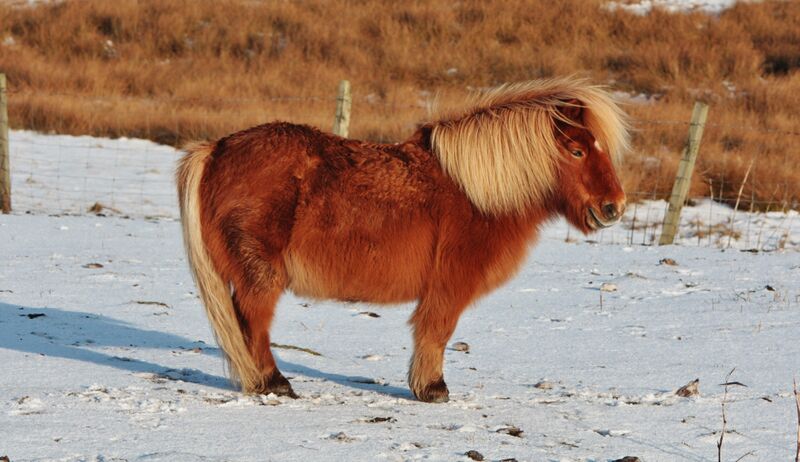 ملف:Shetland pony (3).jpg