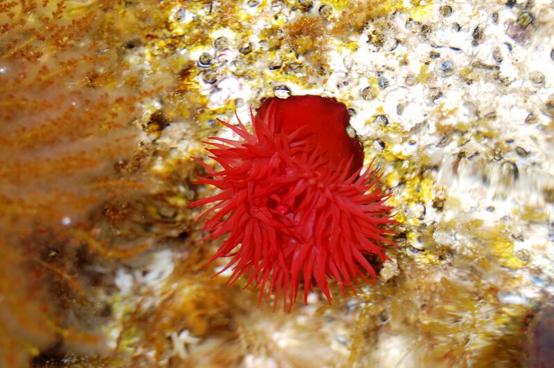 ملف:Actinia equina 0009.JPG