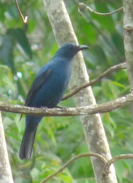 ملف:Asian Fairy-bluebird-Irena puella.JPG