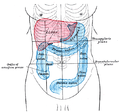 Front of abdomen, showing surface markings for liver, stomach, and great intestine
